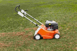 orange-grasscutter-standing-ground-green-grass